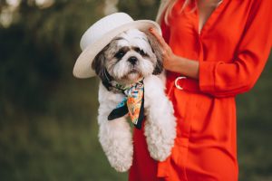 סטיילינג לכלבים